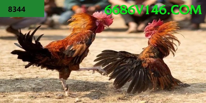 Đá Gà Trực Tiếp - Trải nghiệm tuyệt vời