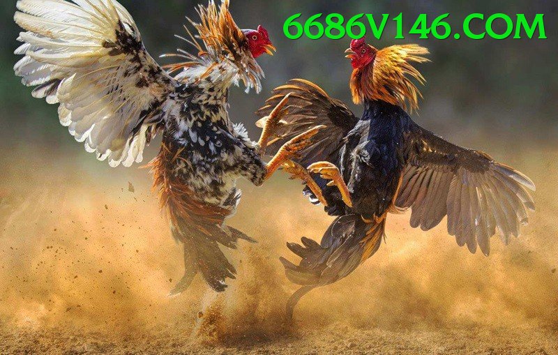 Đá Gà Trực Tiếp - Ưu đãi đặc biệt